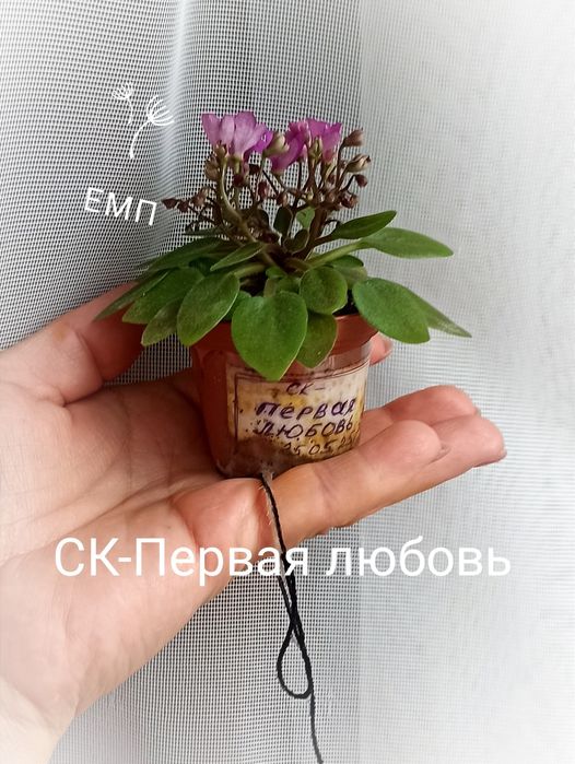 Сенполии , фиалки