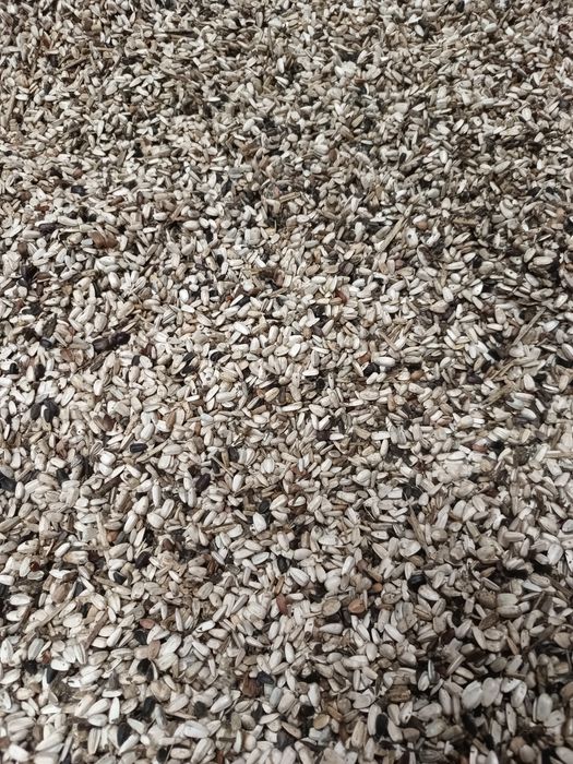 Nasiona słonecznika ozdobnego paszowy