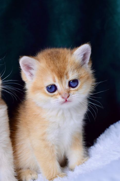 Золотая шиншилла. Британские котята. Кот. Котенок. Киев