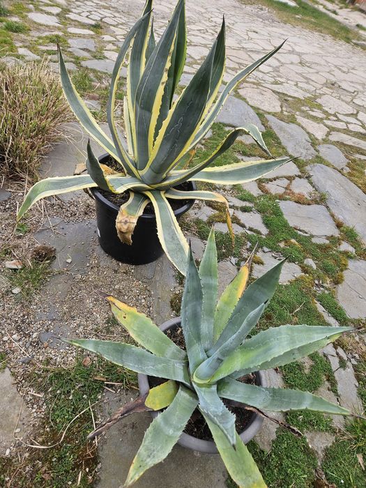 kirschlorbeer caucasica oder genolia immergrner Kirschlorbeer Genolia