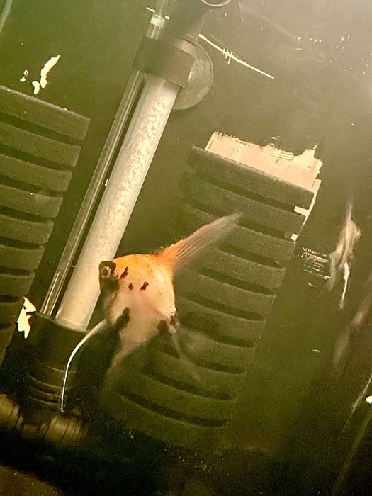 Pterophyllum Scalare - Red Devil (Koi) - A Grade - (Gm/g, S/S)