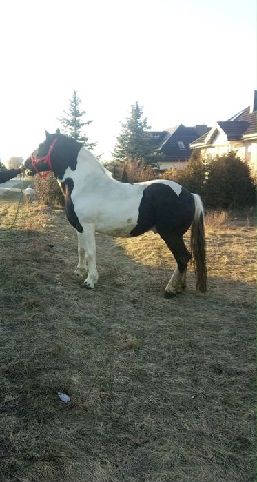 Oferuje ogiera karo-srokatego