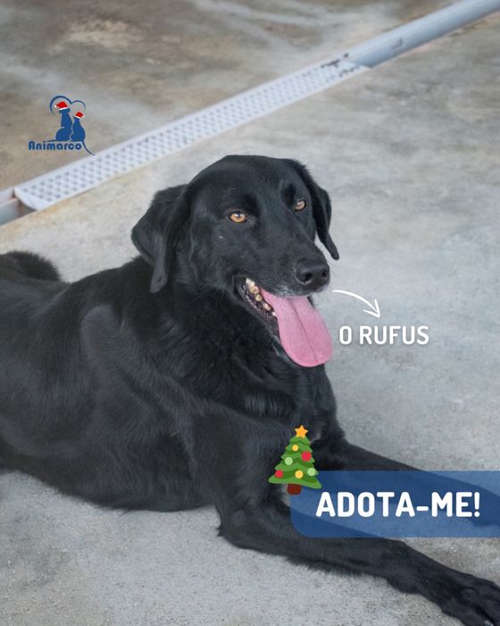 Rufus cao jovem de porte grande