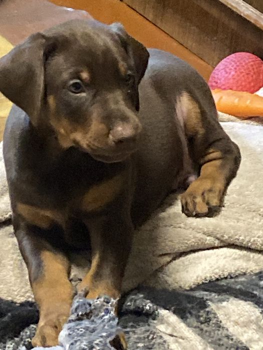 Продаются малыши добермана