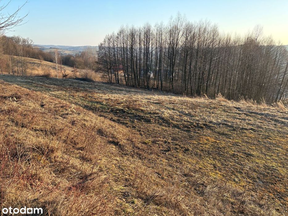Działka budowlana 49 ar z WZ, widokowa – Borek Stary - Widok 4