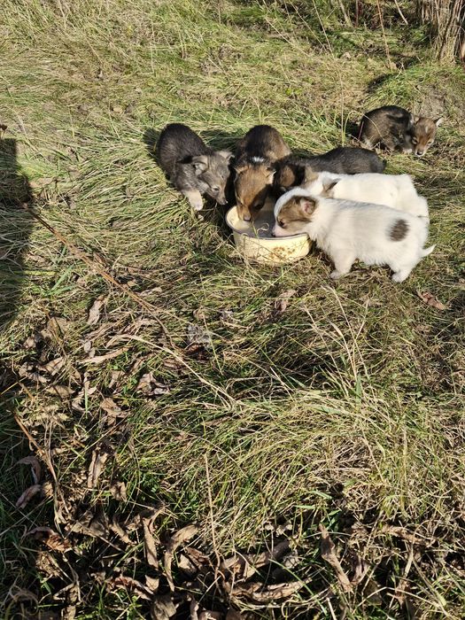 Віддам в добрі руки цуценят