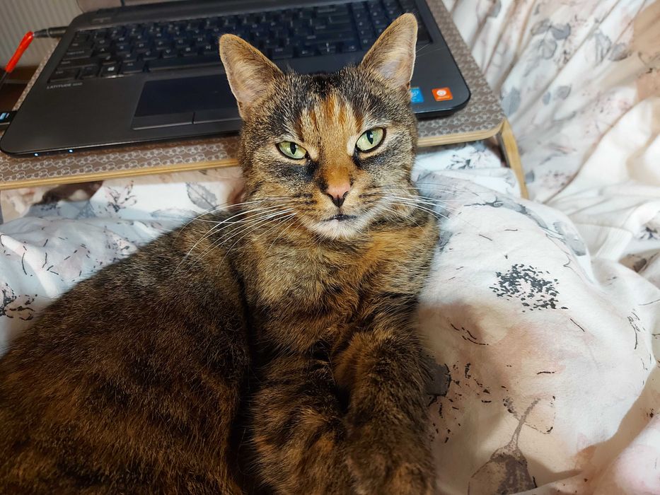 Kotka Marcelinka do adopcji