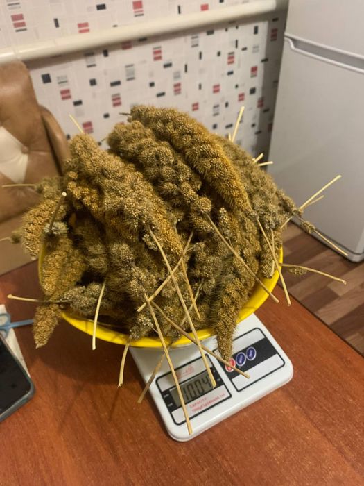 ЧУМИЗА врожай 2025