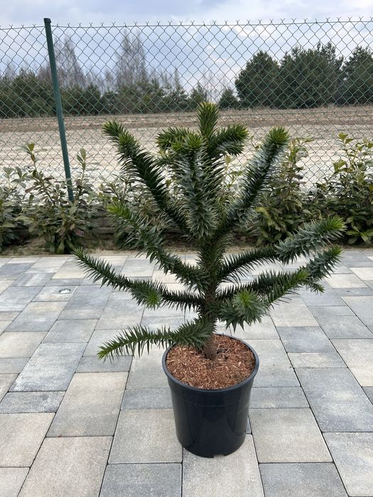 Araucaria chilijska Małpie drzewo 60-70 cm