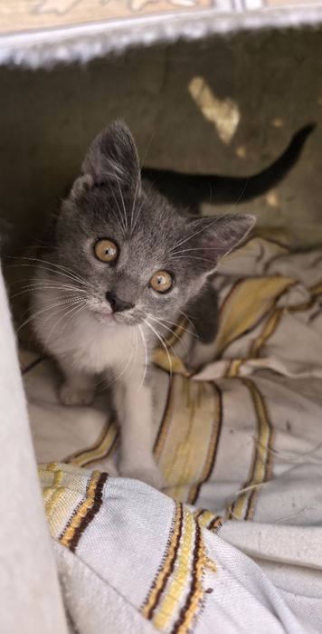 Кошенята шукають домівку