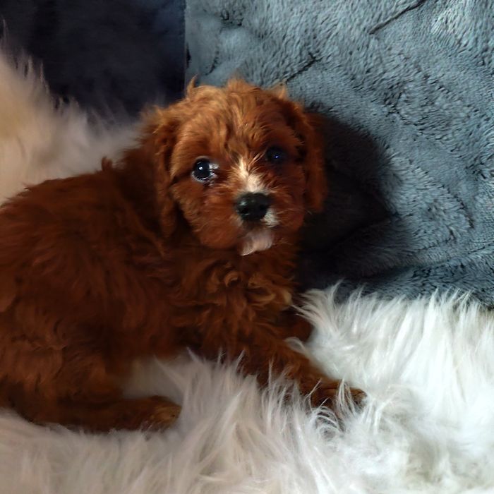 Cavapoo f1 chłopak*małopolska