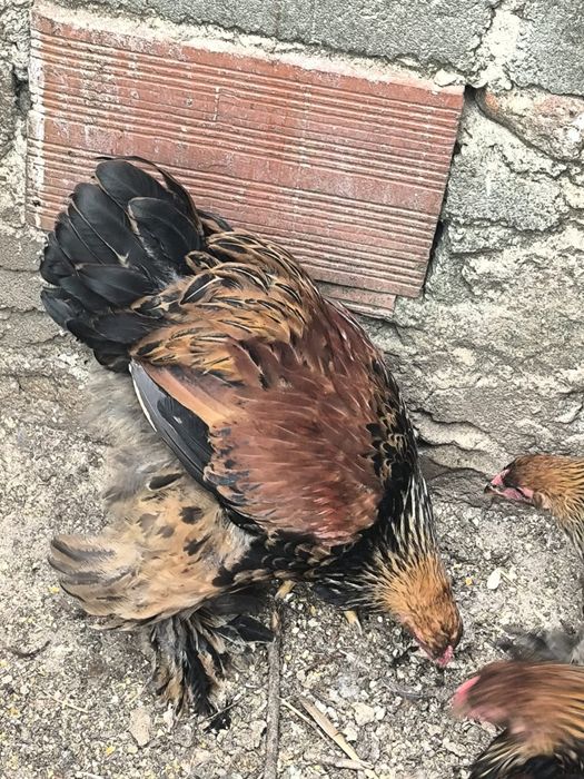 Brahma Prediz Machos jovens