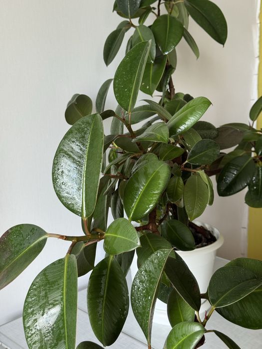 Доглянутий фікус еластика(каучуконосний)