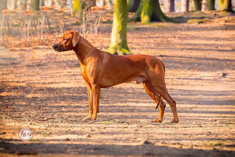 Rhodesian Ridgeback - suczka FCI
