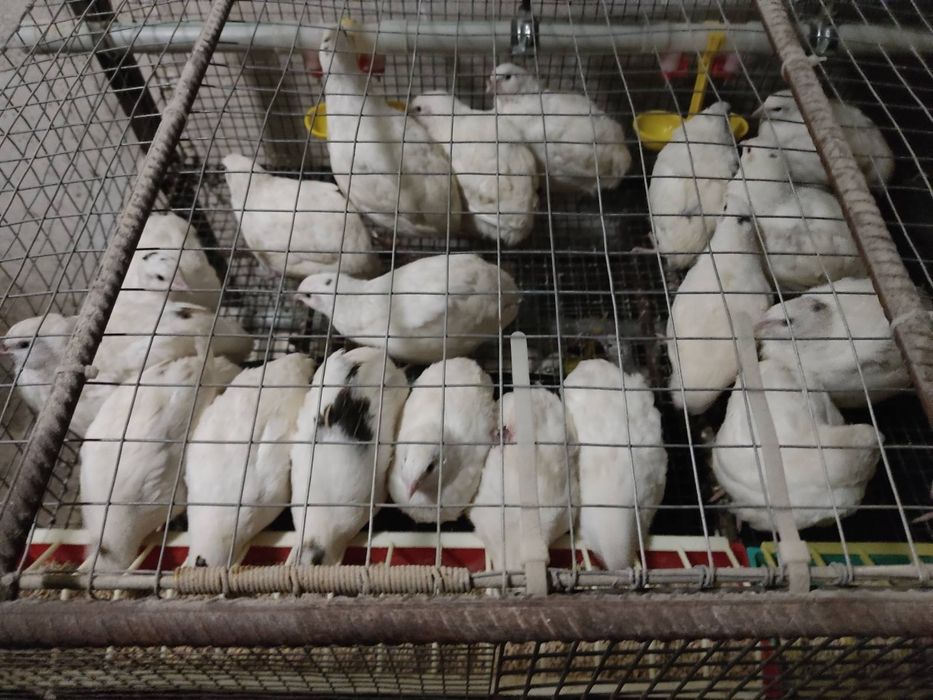 Перепелята  від добових до несучок