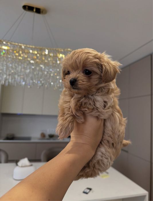 Цуценята Мальтіпу Maltipoo f1 mini/baby face
