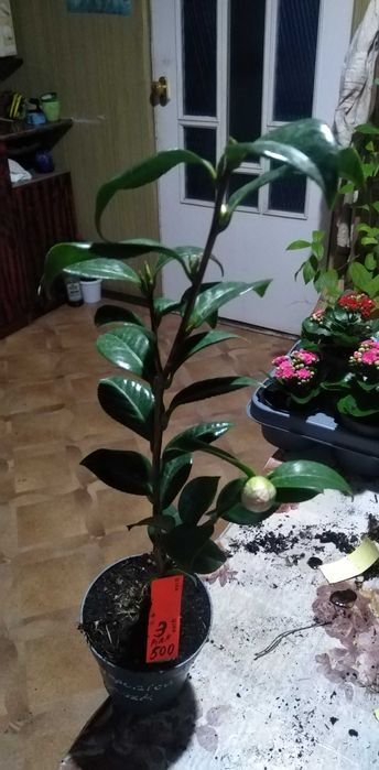 Камелія біла, червона, ніжно рожева.Мімоза, шлюмбергера.