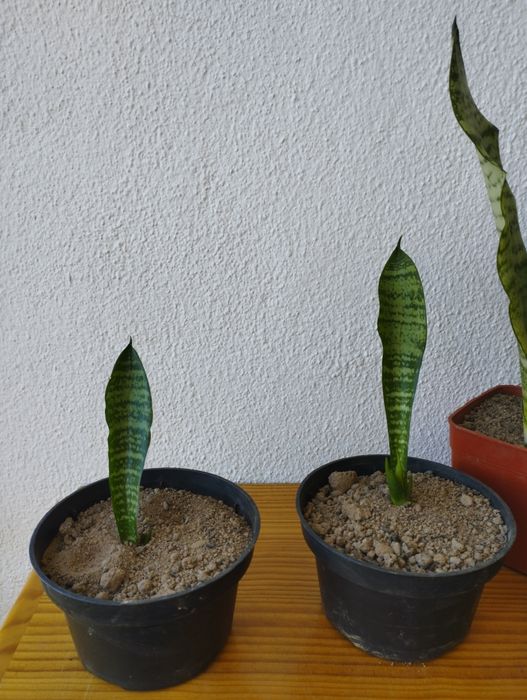 Espadas de São Jorge