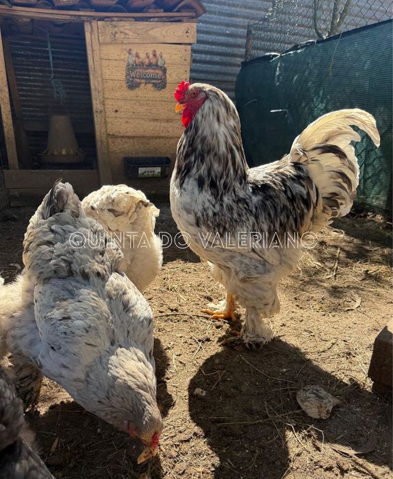 Ovos Férteis para Incubação de várias raças puras