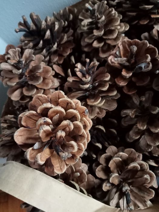 Sprzedam szyszki sosnowe