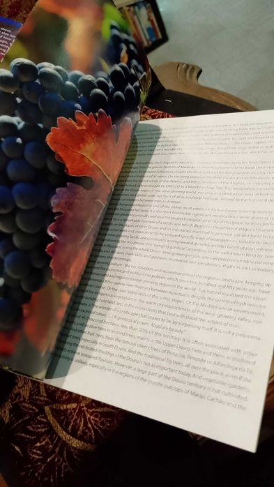 Douro Valley Journeys and Stories