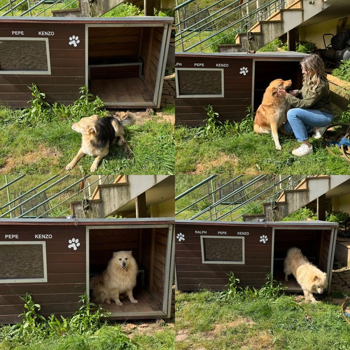 Casota em madeira para cães