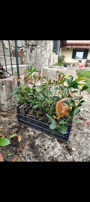 Fotinias red rouge