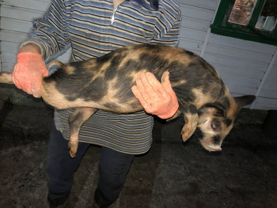 Поросята домашні