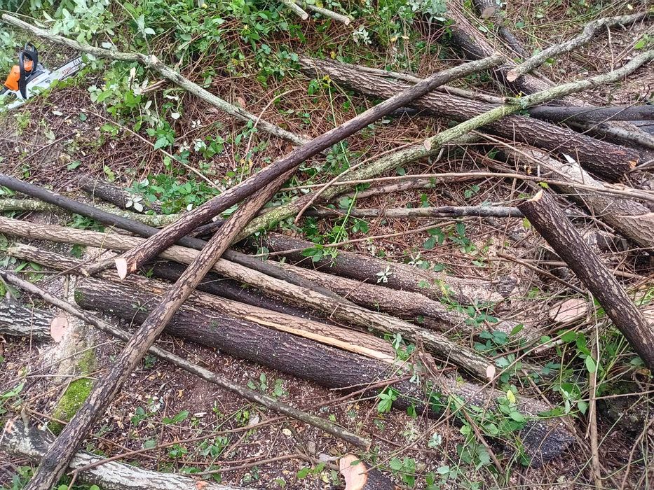 Lenha de boa qualidade