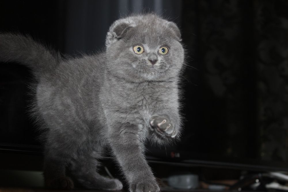 Супер фолд хлопчик і дівчинка Акція