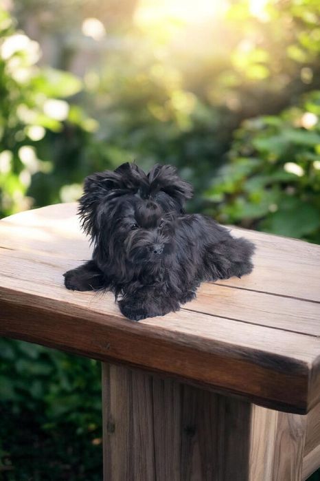 Prawdziwy okruszek  Yorkshire Terrier mini okruszek