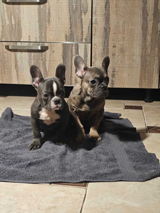 Бульдожки франики