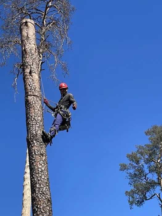 Спил деревьев любой сложности, как с автовышки, так и альпинистами.