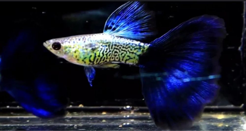 Guppies Shakeskin Blue tail