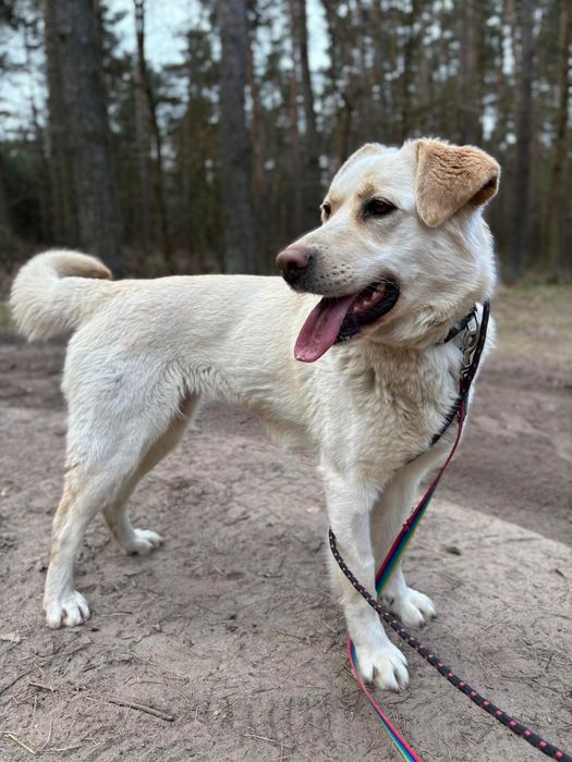 Młoda, kochająca kobiety suczka w typie labradora