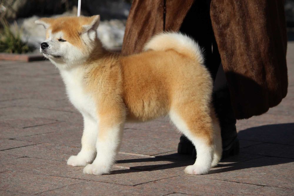 Акіта іну цуенята ,розплідник