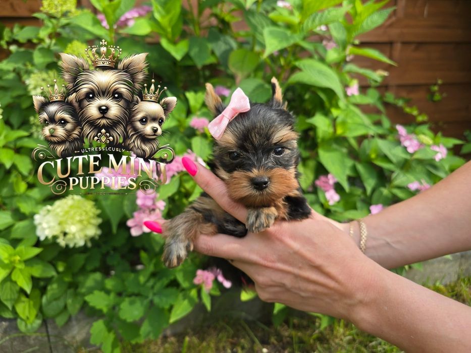 Gotowa do odbioru! Piękna dama Yorkshire terrier black and tan