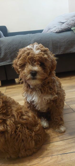 Suczka Cavapoo Red