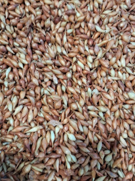 Посадкова цибулька