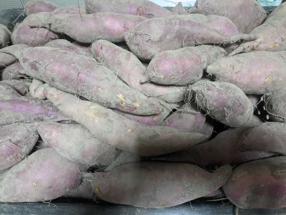 Батат домашній, солодка картопля, для їжі,вирощування, маточні бульби