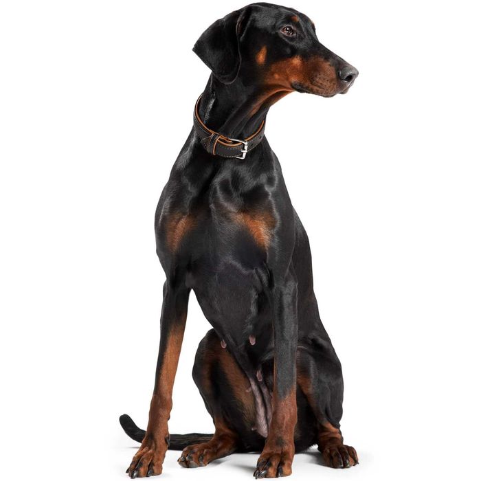 Нашийник Hunter Canadian