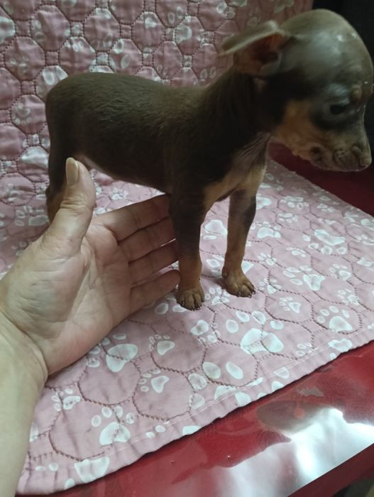 Pinscher macho miniatura