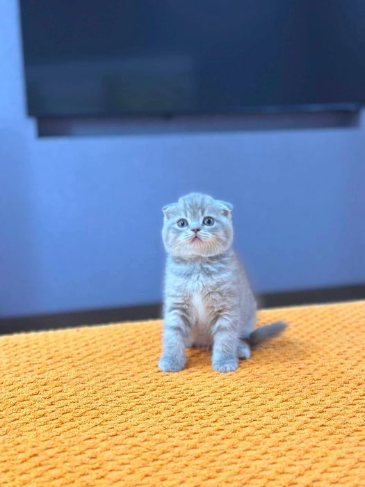 Британские котята