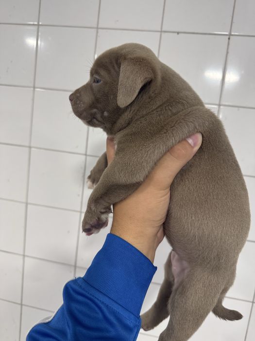 American Bully Pocket