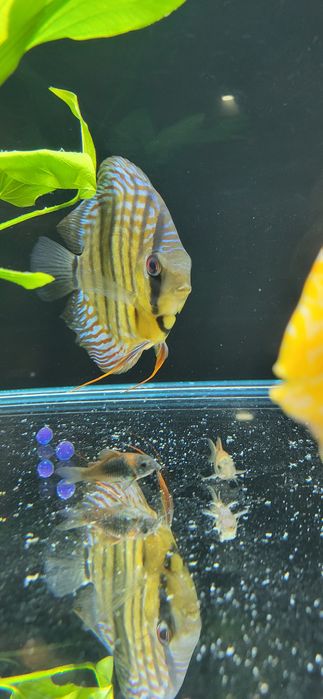 Dyskowiec samiec turkus