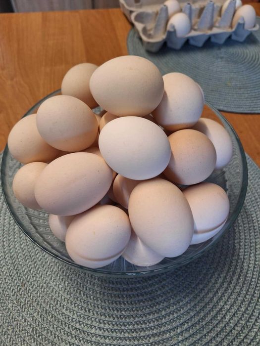 Sprzedam jajka domowe