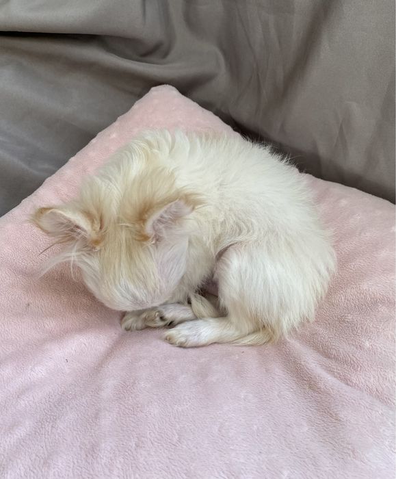 Собачки мини чихуа