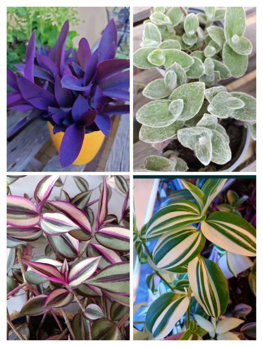 Trzykrotki zestaw szczepek 16 odmian kwiaty doniczkowe domowe  na taras i balkon