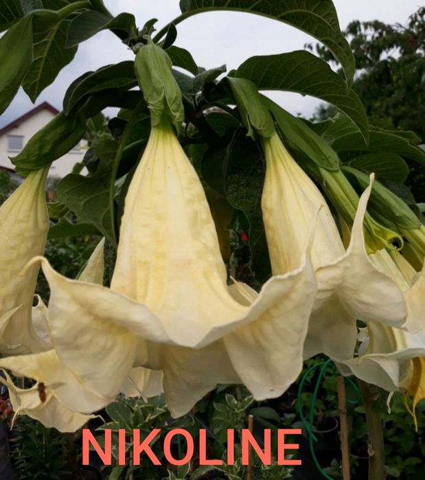 Brugmansja Nikoline sadzonka 30 cm
