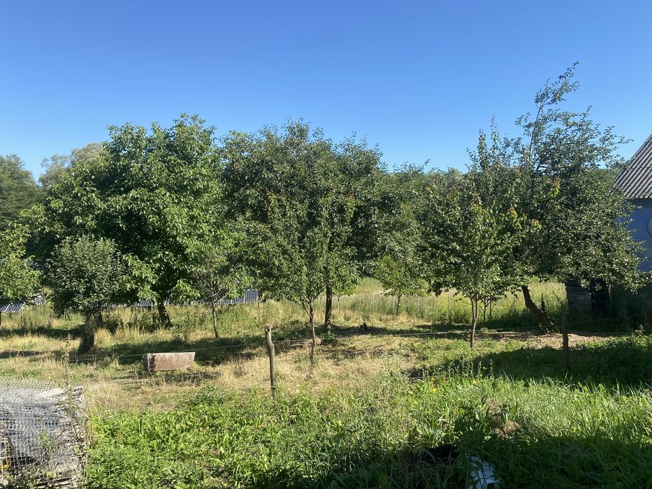 Будинок з присадибною ділянкою